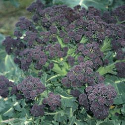 Broccoli 'Summer Purple' (Purple Sprouting) - 15 plants