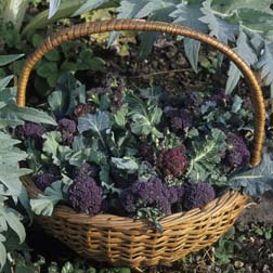 Broccoli Collection (Purple Sprouting) - 3 packets - 1 of each variety (750 seeds in total)