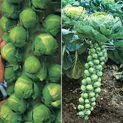 Brussels Sprout 'Full Season Collection' - 2 packets - 1 of each variety (70 seeds in total)