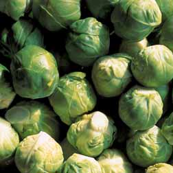 Brussels Sprout 'Crispus' F1 Hybrid - 15 plants