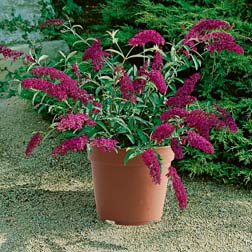 Buddleja 'Buzz™ Magenta' - 1 jumbo plug