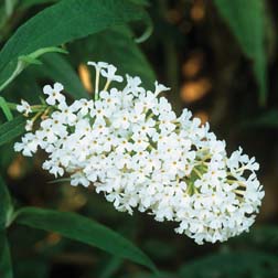 Buddleja 'Buzz™ Ivory' - 1 jumbo plug