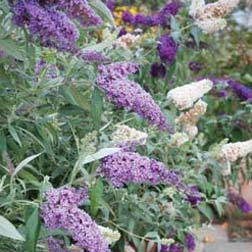 Buddleja 'Buzz'™ Collection - 3 jumbo plugs - 1 of each variety