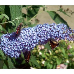 Buddleja 'Buzz™ Sky Blue' - 1 jumbo plug