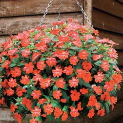 Busy Lizzie 'Sunpatiens Volcano™' - 5 jumbo plugs