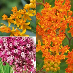 Asclepias Collection - 12 bareroot plants - 4 of each variety