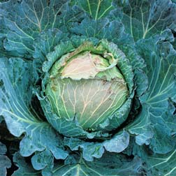 Cabbage 'January King 3' (Winter Savoy) - 1 packet (500 seeds)