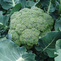 Broccoli 'Belstar' F1 Hybrid (Calabrese) - 1 packet (50 seeds)