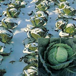 Cabbage 'Tundra' F1 Hybrid (Winter Savoy) - 15 plants