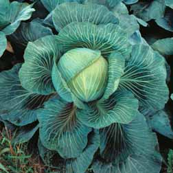 Cabbage 'Kilaton' F1 Hybrid (Autumn) - 15 plants