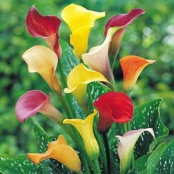 Arum Lily Mixed - 5 tubers - 1 of each colour