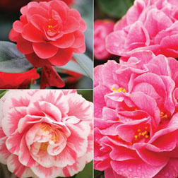 Camellia Collection - 3 plants in 9cm pots - 1 of each variety
