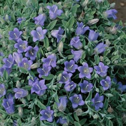 Campanula cashmeriana - 1 packet (100 seeds)