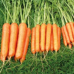 Carrot 'Sweet Candle' F1 Hybrid - 1 packet (300 seeds)