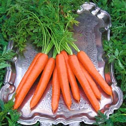 Carrot : Tendersnax F1 Hybrid - 1 packet (250 seeds)