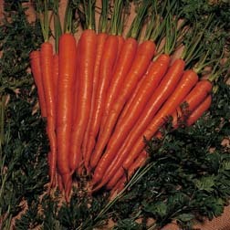 Carrot 'Sugarsnax 54' F1 Hybrid - 1 packet (200 seeds)