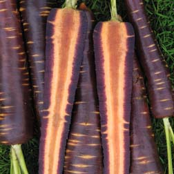 Carrot : Purple Haze F1 Hybrid - 1 packet (300 seeds)