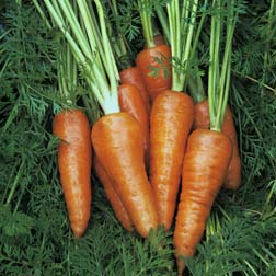 Carrot : Supreme Chantenay Red Cored - 1 packet (2500 seeds)