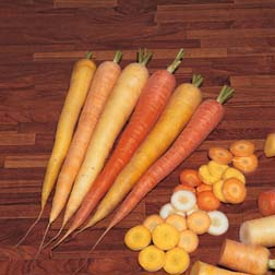 Carrot : Rainbow F1 Hybrid - 1 packet (300 seeds)