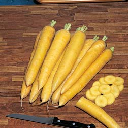 Carrot : Yellowstone - 1 packet (1500 seeds)