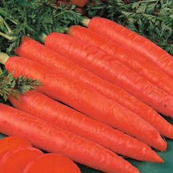 Carrot : Red Samurai - 1 packet (350 seeds)