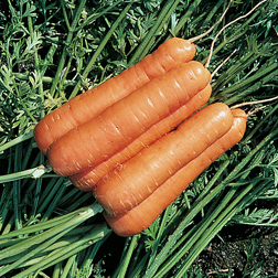 Carrot : Resistafly F1 Hybrid - 1 packet (350 seeds)