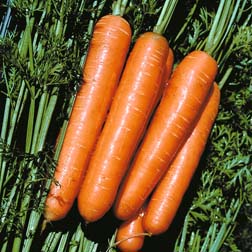 Carrot : Ulysses F1 Hybrid - 1 packet (500 seeds)