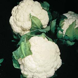 Cauliflower 'Gypsy' F1 Hybrid (Summer) - 1 packet (30 seeds)