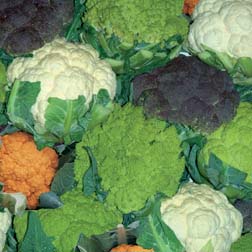 Coloured Cauliflower Collection B - 3 packets - 1 of each variety (45 seeds in total)