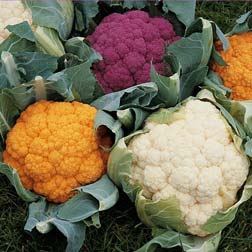 Cauliflower 'Coloured Collection' - 30 plants - 10 of each variety
