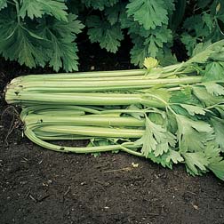 Celery 'Tango' F1 Hybrid - 1 packet (150 seeds)