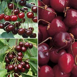 Cherry Collection - 3 maiden trees - 1 of each variety
