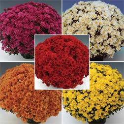 Chrysanthemum Collection - 25 plugs