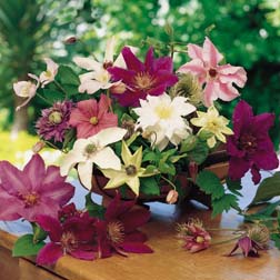Clematis 'Large-flowered Collection' - 6 jumbo plugs