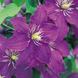 Clematis 'Rhapsody' - 1 plant in 7cm pot