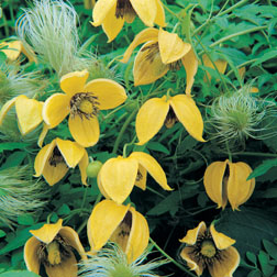 Clematis 'Bill Mackenzie' - 3 jumbo plugs