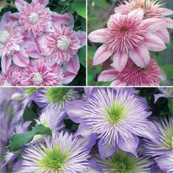 Clematis 'Regal™' Collection - 3 jumbo plugs - 1 of each variety