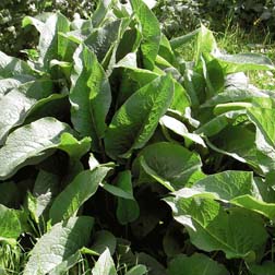 Comfrey 'Bocking 14' - 5 root cuttings