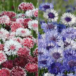 Cornflower Collection - 2 packets - 1 of each variety (400 seeds in total)