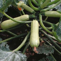 Courgette Cavili F1 Hybrid - 1 packet (5 seeds)