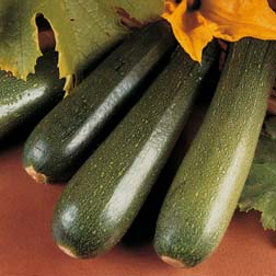 Courgette Parthenon F1 - 1 packet (5 seeds)