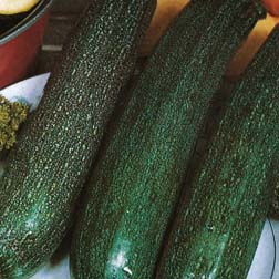 Courgette All Green Bush - 1 packet (25 seeds)