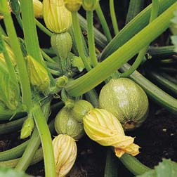 Courgette De Nice A Fruit Rond - 1 packet (12 seeds)