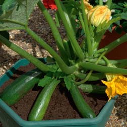 Courgette Midnight F1 Hybrid - 1 packet (10 seeds)