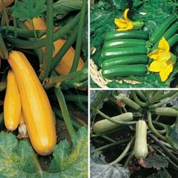 Courgette Coloured Collection - 3 packets - 1 of each variety