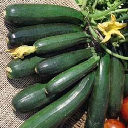 Courgette 'Ambassador' F1 Hybrid - 5 plants