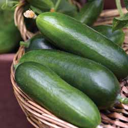 Cucumber 'Cucino' F1 Hybrid - 1 packet (4 seeds)