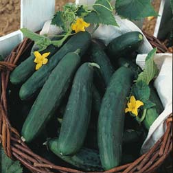 Cucumber 'Burpless Tasty Green' F1 Hybrid - 1 packet (10 seeds)