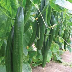Cucumber 'Carmen' F1 Hybrid - 1 packet (5 seeds)