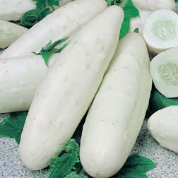 Cucumber 'Long White' - 1 packet (25 seeds)